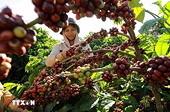 Coffee exports likely to exceed 8 billion USD this year