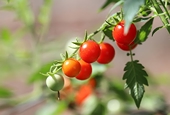 Italian tomato groups dumped products in Australia, regulator says