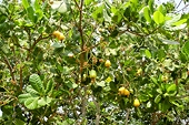 Việt Nam's cashew industry faces challenges from African "headwinds"