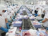 Squid and octopus exports set to climb 15% in final quarter