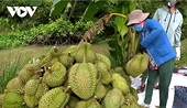 Durian retains top fruit export position as earnings hit record US$3.4 billion