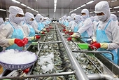 Steep US tariff rise puts Viet Nam’s shrimp exports at risk in 2026