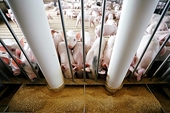 Mexico opens trade investigations into some US pork imports