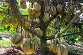 Fruit and vegetable exports are projected to reach a record high of $8.5 billion in 2025, the highest in history