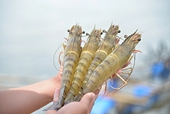 Vietnamese shrimp and catfish choose a sustainable path in global competition