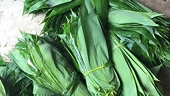 Unique and exotic leaves from Viet Nam are being exported, generating millions of dollars in revenue