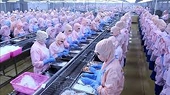 Step-by-step solutions are being implemented following the US ban on importing 12 groups of Vietnamese seafood species