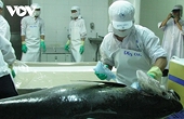 Tuna exports to Canada maintain growth momentum despite fluctuations