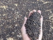 Pepper exports reached an all-time high