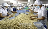 Cashew exports hit a record $5.2 billion, China surpasses the US