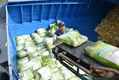 Viet Nam to proactively reduce rice exports from 2026