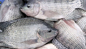 Viet Nam’s tilapia exports to US accelerate