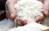Thai rice prices surge, while Vietnamese rice prices remain stable