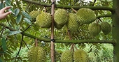 Vietnamese durian achieves great success in China