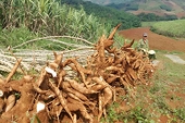 Agricultural exports to China: Adapting to retain the market