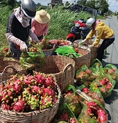 China spent nearly $1.5 billion buying Vietnamese agricultural products at the beginning of the year