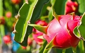 Vietnamese fruits are frequently included in Lunar New Year gift baskets in China