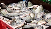 The US spent over $50 million to buy tilapia from Viet Nam