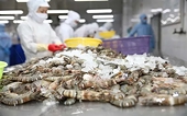 With reduced tariffs, Vietnamese shrimp are accelerating their entry into the US market