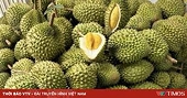 Vietnamese fruits have "wide open doors" to the Chinese market right at the beginning of the new year