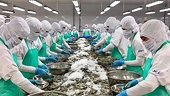Exporting lobster to China: New advantages and challenges