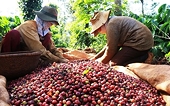 Coffee exports generated $1 billion in just one month