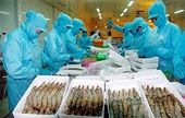 Shrimp exports in 2026: An opportunity for a breakthrough in the global "race"