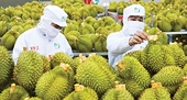 Durian exports are expected to surge in early 2026: Spectacular triple-digit growth