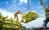 Vietnamese rice maintains a large market share in the Philippines