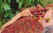 Vietnamese agricultural products maintain growth momentum amidst volatile trade conditions