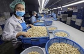 Cashew sector braces for challenges in 2026 amid global uncertainties