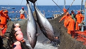 Tuna exports face pressure from technical barriers and costs
