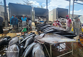 Flexible shifts made to sustain growth momentum in tuna export