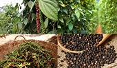 Viet Nam consolidates its position as a global pepper hub
