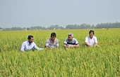 Rice export forecasts for 2026 present numerous challenges.