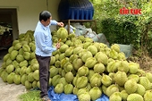 Vietnamese agriculture is experiencing stable growth and continues to shift along the value chain