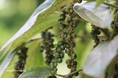 Viet Nam’s pepper exports rebound strongly despite supply and shipping challenges