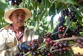 Coffee industry keen on enhancing value of Vietnamese coffee beans