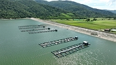 Viet Nam diversifies tilapia exports amid global headwinds