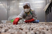 VASEP orders emergency compliance after US puts Viet Nam on top IP watch list