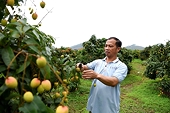Bắc Ninh shifts lychee strategy toward quality and export value