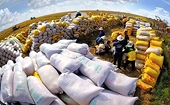 Rice prices recover, exports target premium markets