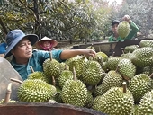 India to ease export requirements for Vietnamese durian