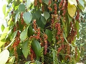 The pepper industry is adapting to the pressures of supply and deep processing