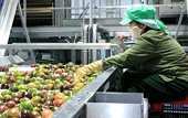 Processed products account for a high market share in fruit and vegetable exports