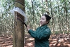 Global rubber prices surge, raising hopes for Vietnamese exporters