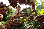 Lam Dong reshapes coffee industry to elevate export value