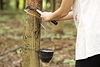 ANRPC sees ‘volatile’ rubber outlook despite demand growth