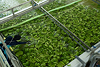 As Viet Nam's banana exports mature, digital farm management comes into focus