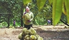 Durian export boom boosts Vietnamese growers